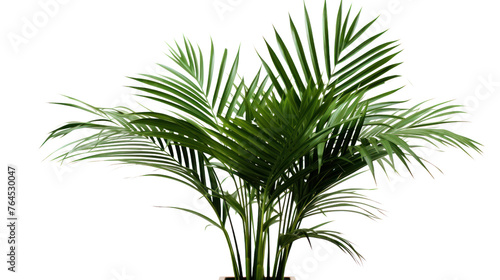 palm with green leaves isolated on transparent and white background.PNG image. © CStock