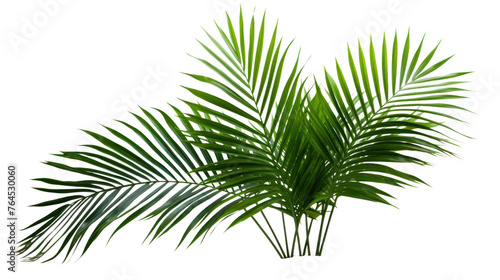 palm with green leaves isolated on transparent and white background.PNG image.