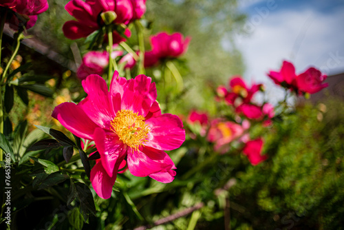 pink peony in the garden © Maksim Shebeko