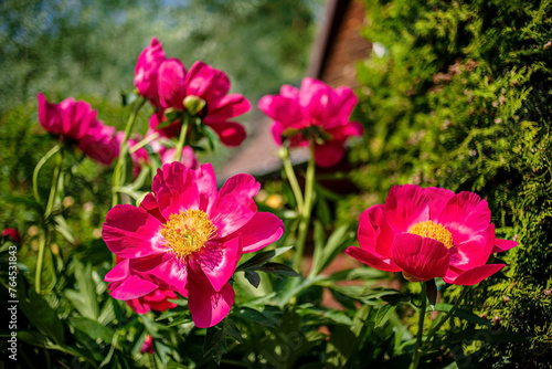 pink peony in the garden