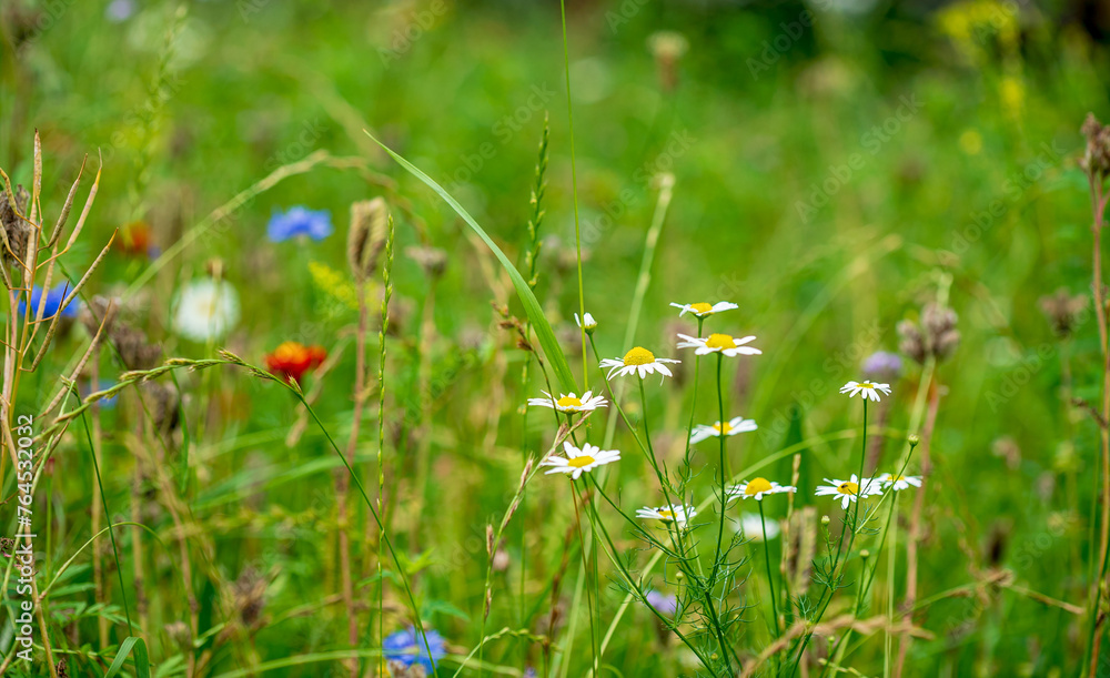 sumer meadwo with different flowers sumer meadwo with different flowers