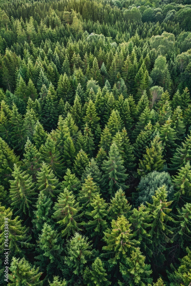 Fototapeta premium Aerial view of a dense forest, perfect for nature backgrounds