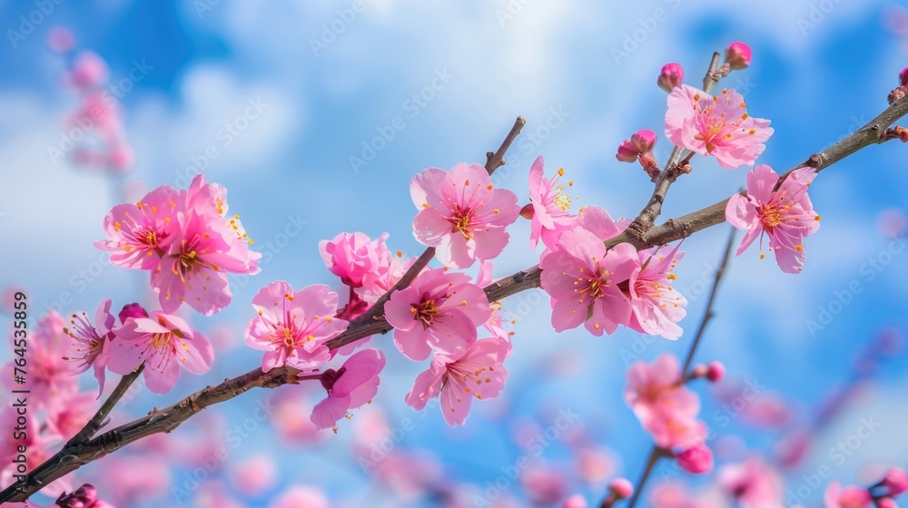 Branch with pink flowers against a blue sky. Suitable for nature backgrounds