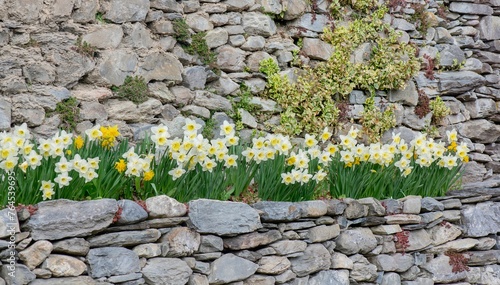 beautiful yellow daffodils blooming in a flower bed blooming surrounded by st...