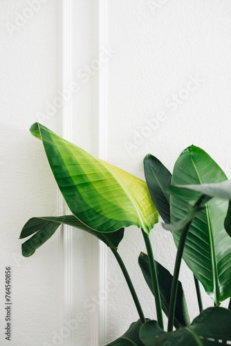 new leaf on banana leaf plant, Strelitzia nicola or giant white bird of paradise photo