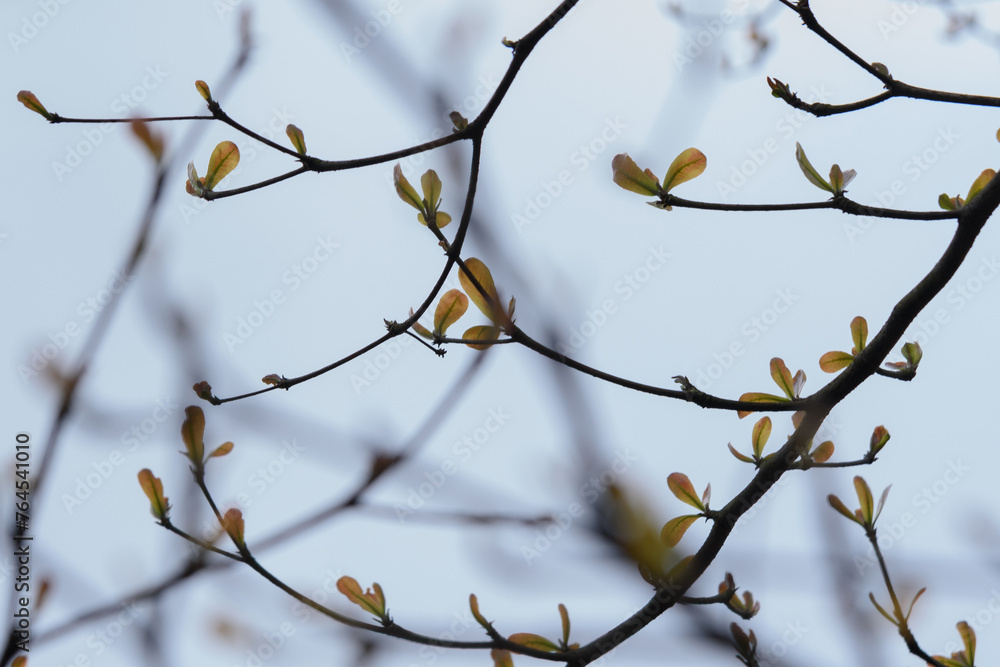 Trees sprouted up new green leaves in spring. Spring scenery.Trees growing. Small leaves on branches. Trees sprouted up new green leaves in spring. Spring scenery.Trees growing. Small leaves on branches.