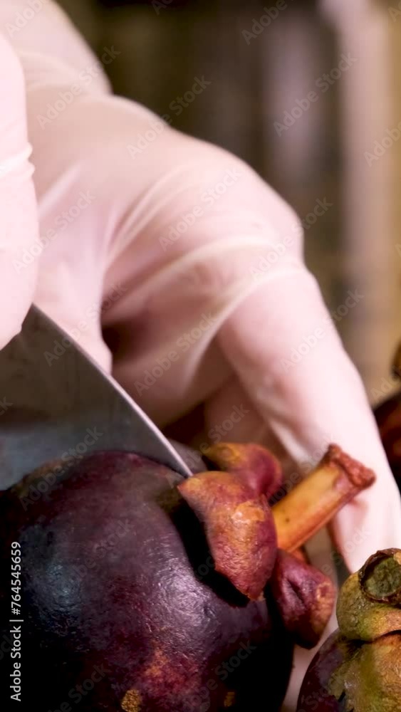gloved hands cut clean fresh fruit mangosteen purple peel blunt knife hard to cut gloves stone table vitamins gloved hands cut clean fresh fruit mangosteen purple peel blunt knife hard to cut gloves stone table vitamins