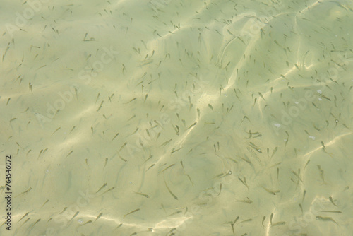 Clear surface Shoal of fish in seawater, small fish on the surface of the sea water.Many sea fishes top view.  photo