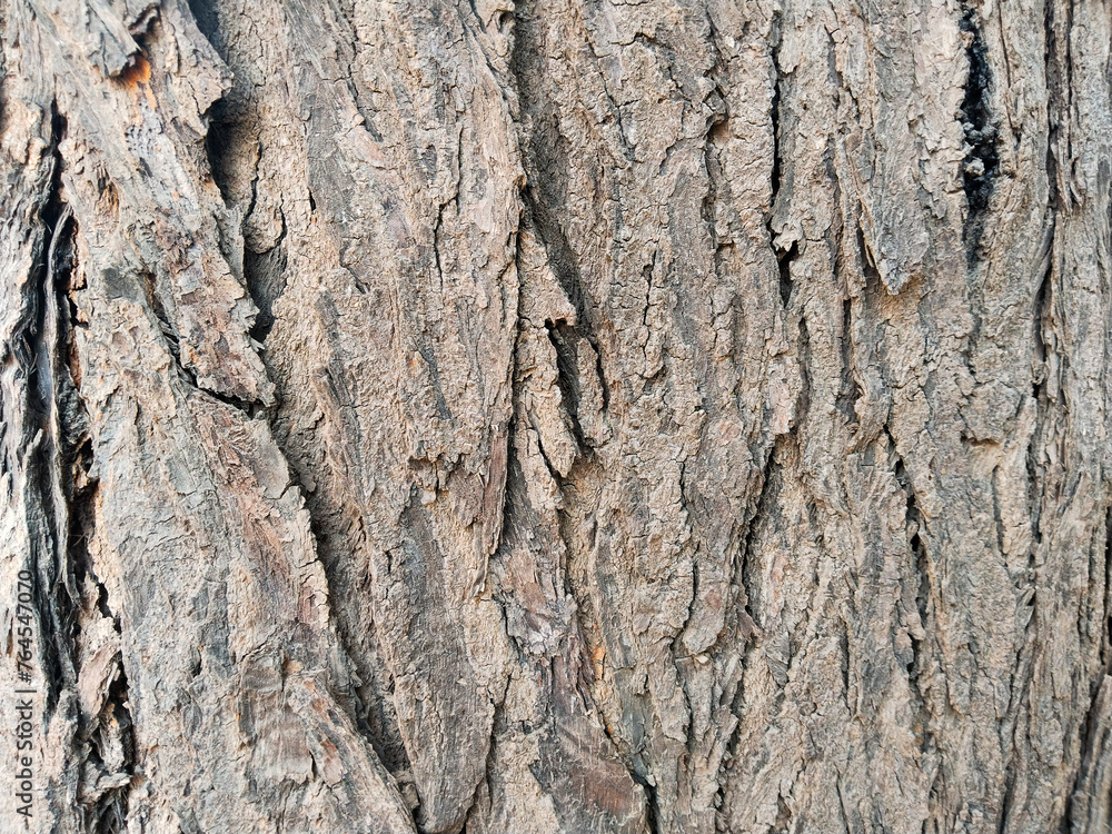 Obraz premium texture background, bark of a tree, pattern background 