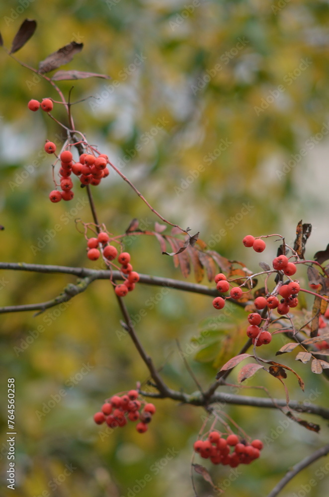 rowan branches on a green background rowan branches on a green background