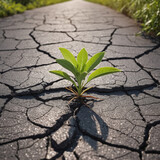 A small green plant grows on the cracked asphalt pavement.A green plant growing from a crack in the asphalt on the road.The concept of a hopeful view of life as a struggle, strength, power.