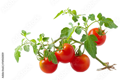 Miniature Tomato Plant in White Space on transparent background,