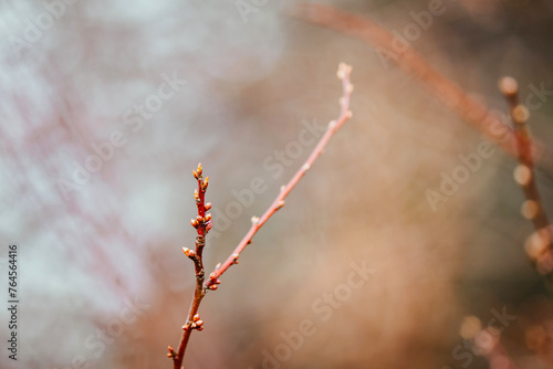 tree, spring, nature, branch, winter, flower, snow, leaf