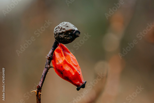 tree, spring, nature, branch, winter, flower, snow, leaf