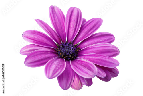 Purple Flower on transparent background 