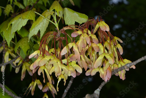 Ahorn, Rot-Ahorn,  Acer rubrum,  Früchte,  Spaltfrüchte photo