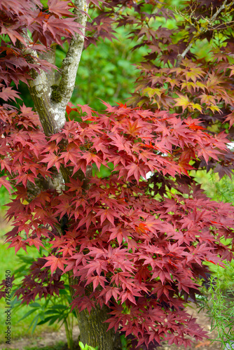 Ahorn, Japanischer Fächerahorn,  Acer palmatum,  Atropurpureum,  Palmata-Gruppe photo