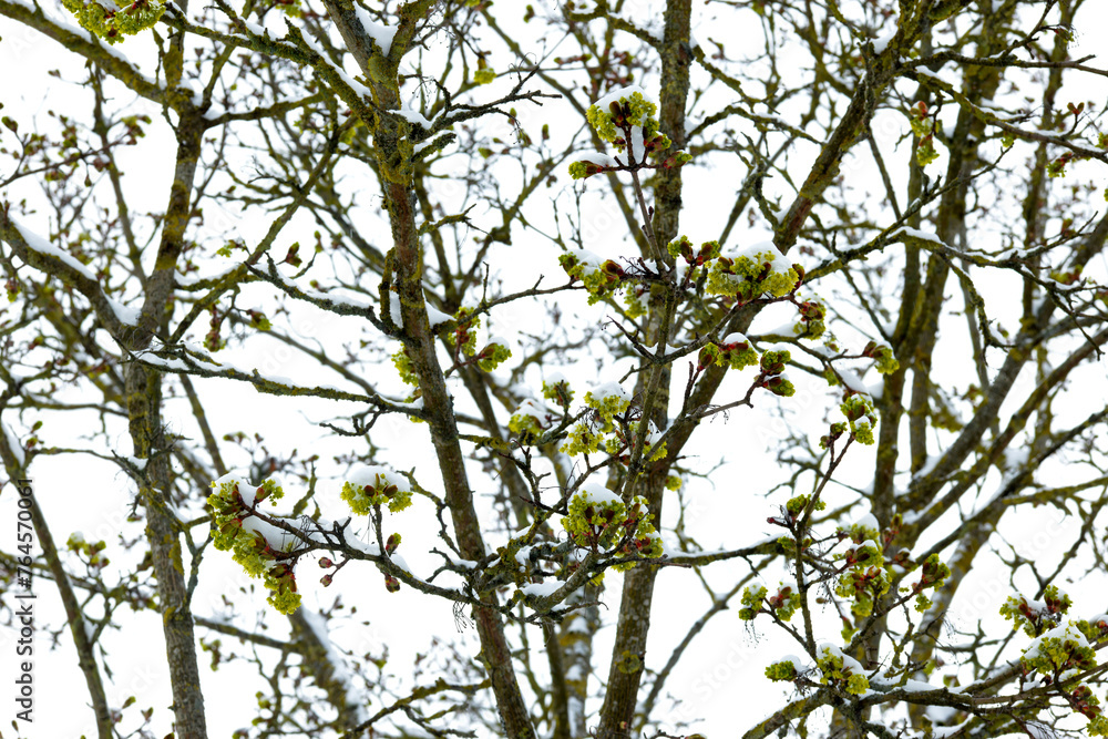 Fototapeta premium Ahorn, Spitzahorn, Acer platanoides