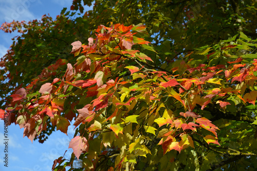 Ahorn, Rot-Ahorn, Acer rubrum,  Beginn  der  Herbstfärbung  im oberen Baumbereich photo