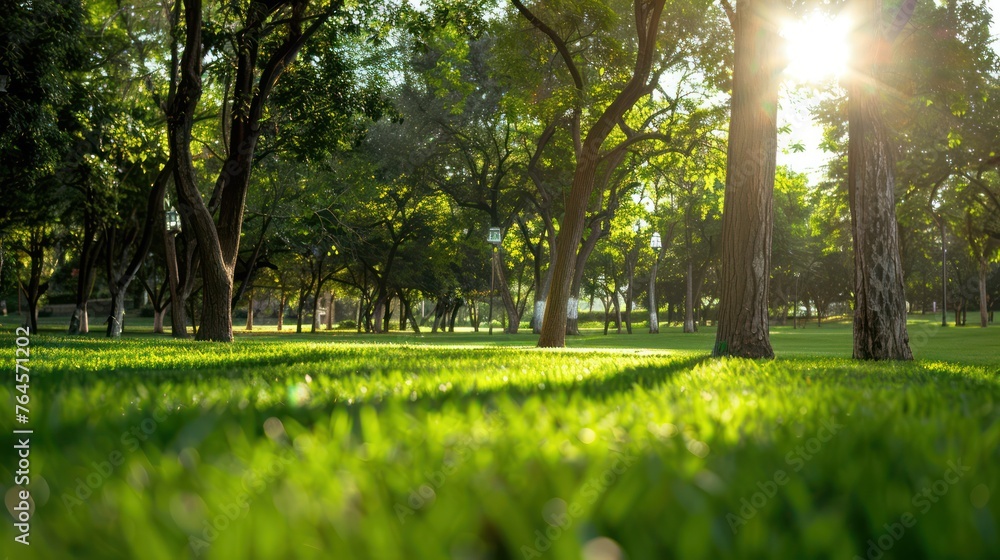Beautiful landscape of a city park, with beautiful grass, trees and sun Beautiful landscape of a city park, with beautiful grass, trees and sun