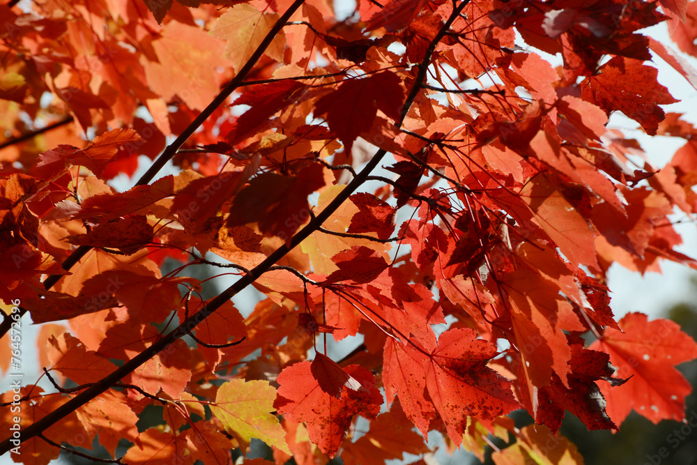 Ahorn, Rot-Ahorn, Acer rubrum, October Glory, Herbstfärbung, kleiner Baum, Strauch, Teilansicht Ahorn, Rot-Ahorn, Acer rubrum, October Glory, Herbstfärbung, kleiner Baum, Strauch, Teilansicht