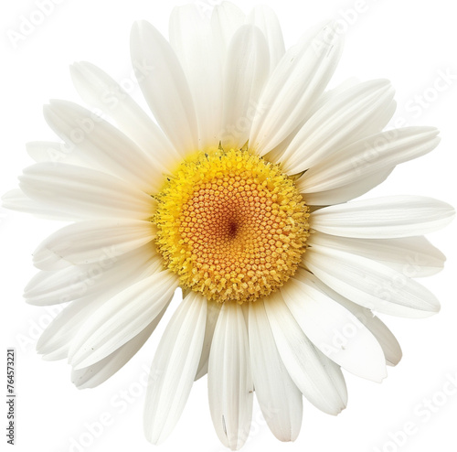 daisy flower