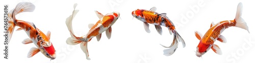 Set of koi fish isolated on transparent background photo