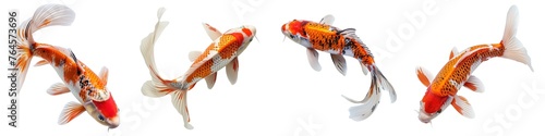 Set of koi fish isolated on transparent background