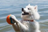 samoyed catching a ball, swim ring around fluffy waist