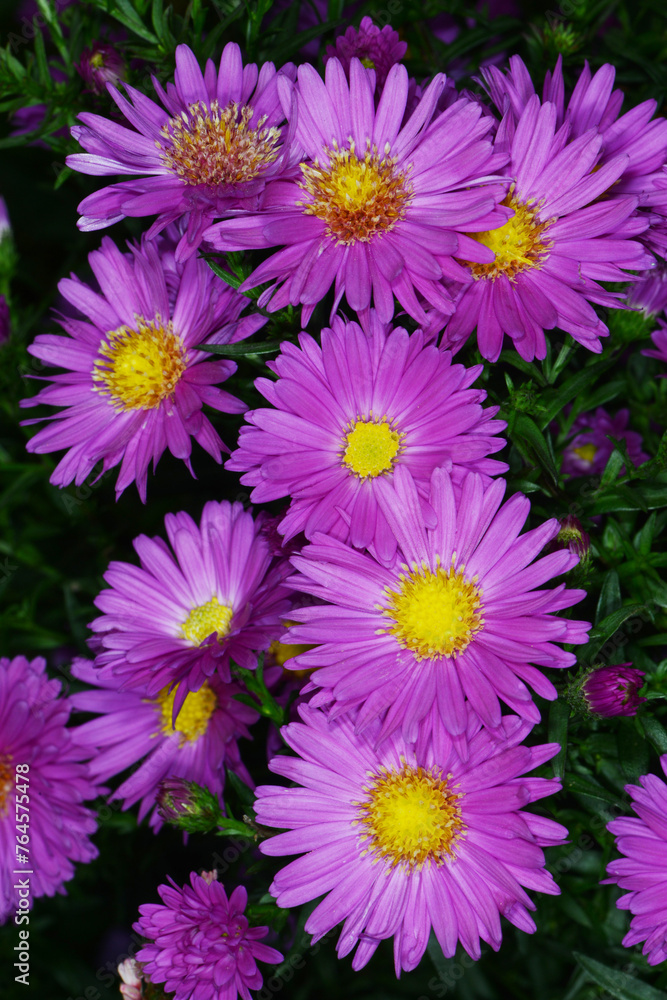 Aster, Glattblatt, Astern´novi-belgii, Karminkuppel Aster, Glattblatt, Astern´novi-belgii, Karminkuppel