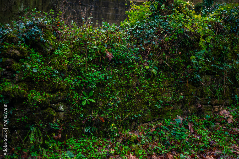 Rainy Greenery: Leaves Along the Serene Roadside Rainy Greenery: Leaves Along the Serene Roadside