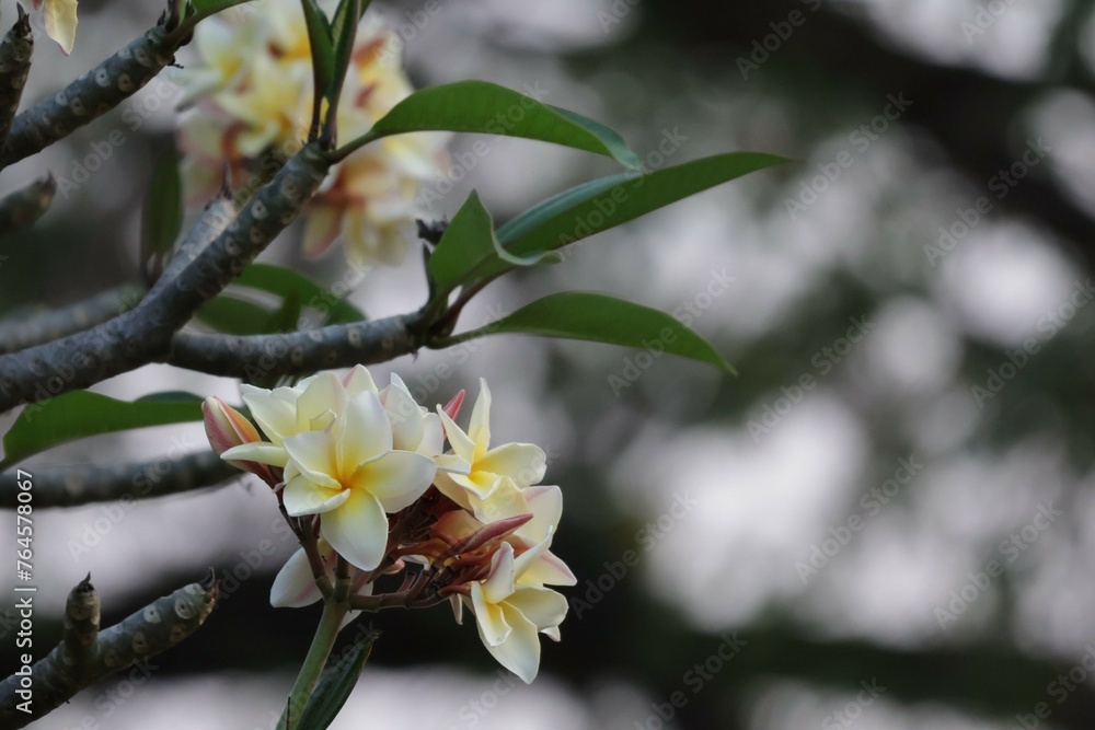 Obraz premium tree blossom