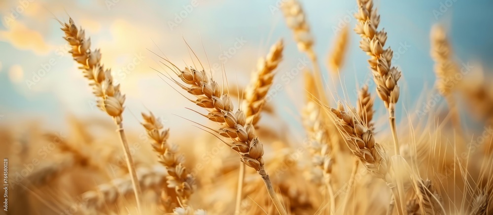 Wheat ears, field of wheat in a summer day