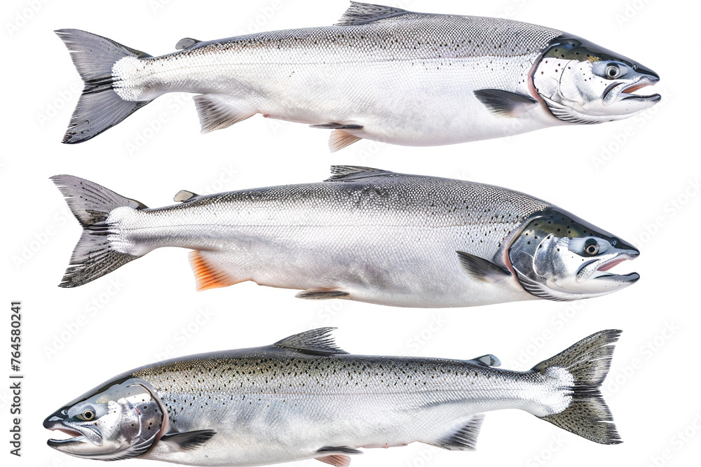 Collection of 4 Salmon fish In different view, Front view, side view, rear view isolated on white background PNG Collection of 4 Salmon fish In different view, Front view, side view, rear view isolated on white background PNG
