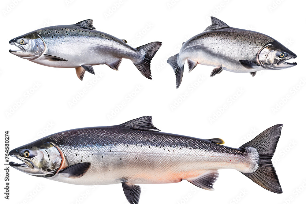 Collection of 4 Salmon fish In different view, Front view, side view, rear view isolated on white background PNG Collection of 4 Salmon fish In different view, Front view, side view, rear view isolated on white background PNG