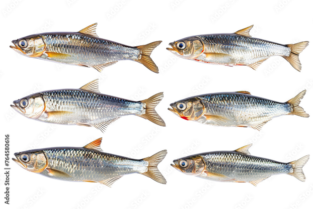 Collection of Herring fishes In different view, Front view, side view, rear view isolated on white background PNG Collection of Herring fishes In different view, Front view, side view, rear view isolated on white background PNG
