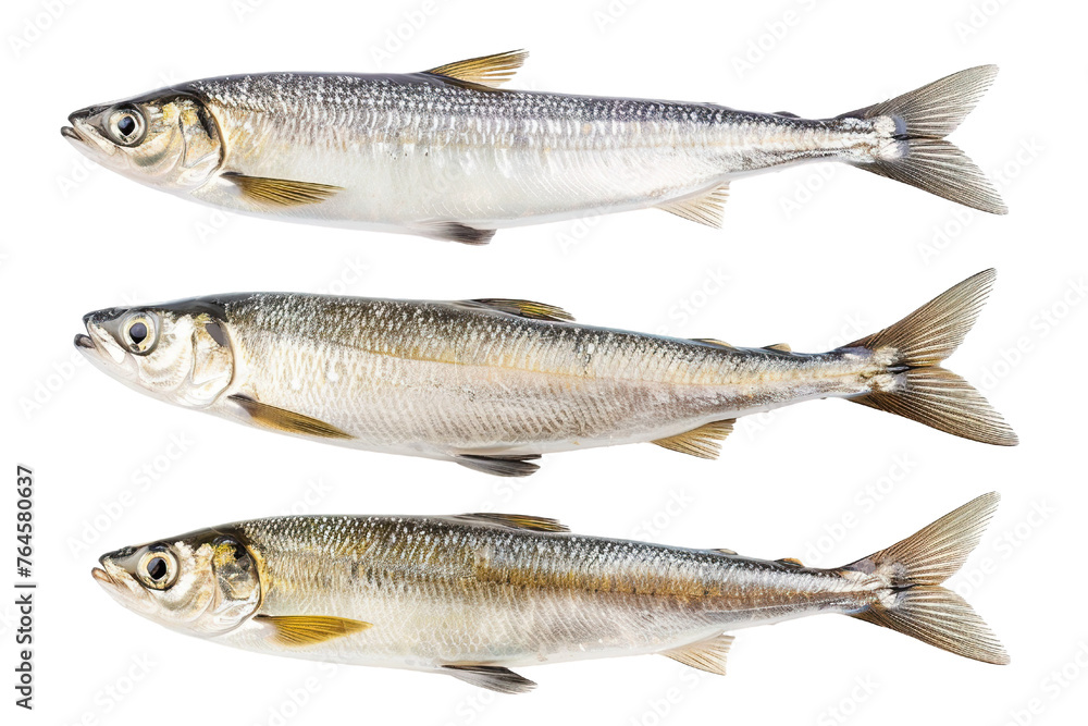 Collection of Herring fishes In different view, Front view, side view, rear view isolated on white background PNG Collection of Herring fishes In different view, Front view, side view, rear view isolated on white background PNG