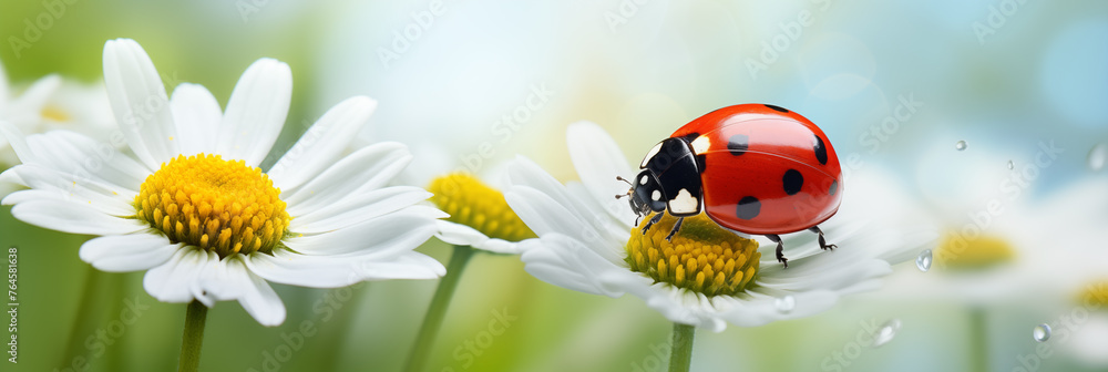 Red ladybug on white daisy flower against blurred green natural background