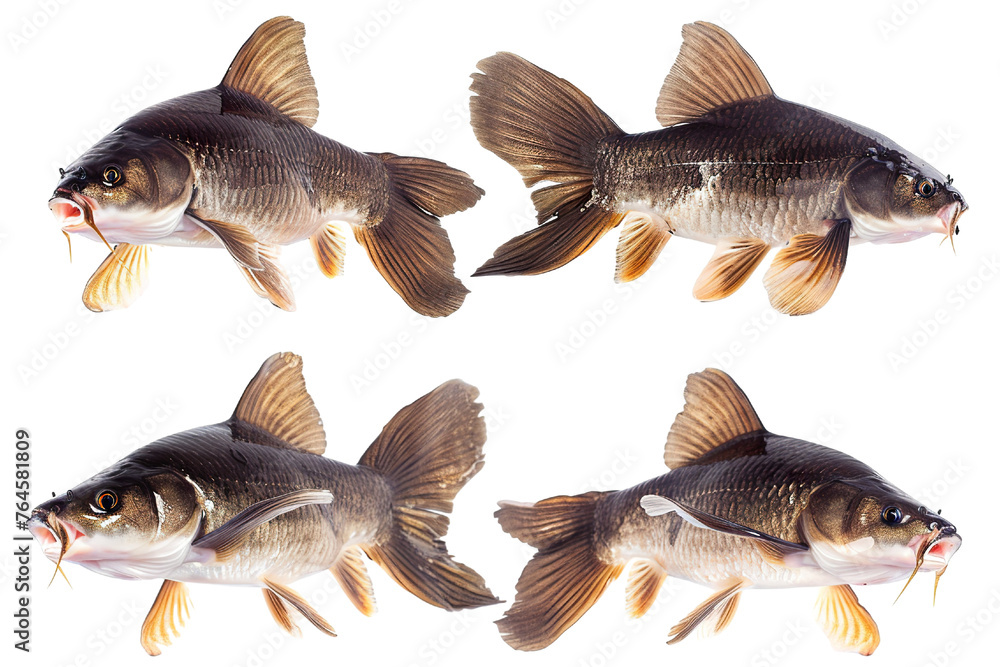 Collection of Catfish fishes In different view, Front view, side view, rear view isolated on white background Collection of Catfish fishes In different view, Front view, side view, rear view isolated on white background