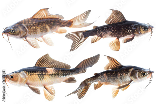 Collection of Catfish fishes In different view, Front view, side view, rear view isolated on white background