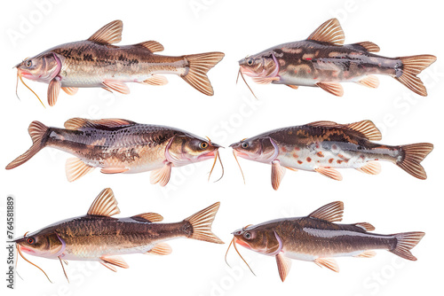 Collection of Catfish fishes In different view, Front view, side view, rear view isolated on white background