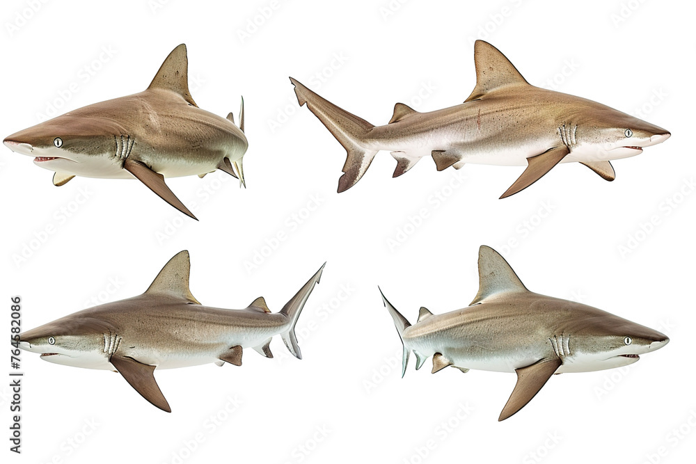 Fototapeta premium Collection of shark fishes In different view, Front view, side view, rear view isolated on white background