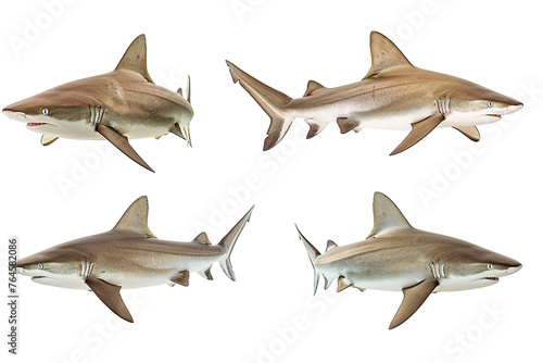 Collection of  shark fishes In different view  Front view  side view  rear view isolated on white background