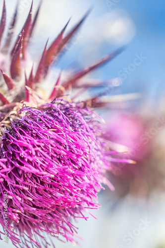 milk thistle, macro photograph of a pink flower against a blue sky photo