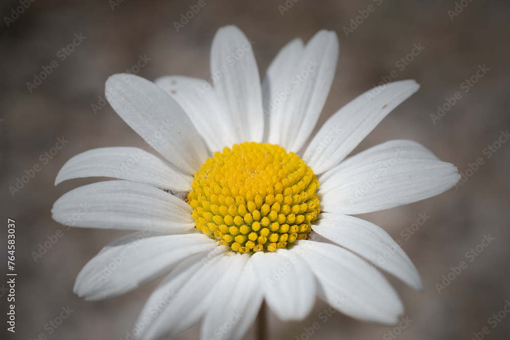 macro photo of chamomile macro photo of chamomile