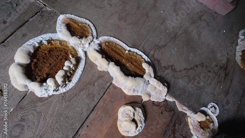 Big home destructive fungus or Serpula lacrymans on the floor of the residential building, close-up video