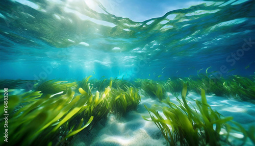 Underwater View of a Group of Seabed with Green Seagrass