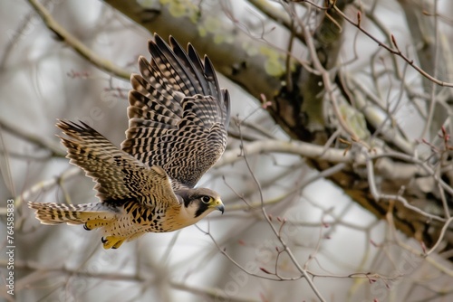 falcon maneuvering between trees