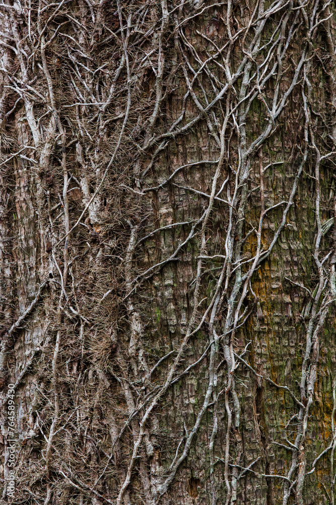 Obraz premium A tree trunk covered with vines. close up