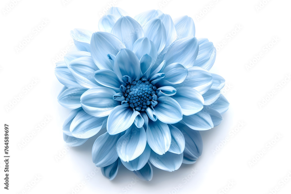 Light blue flower isolated on white background